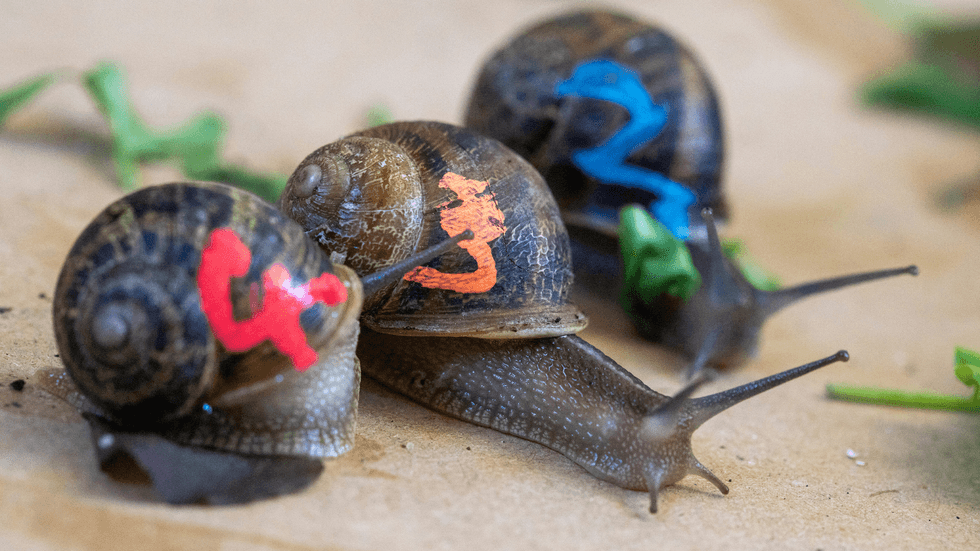Snail racing