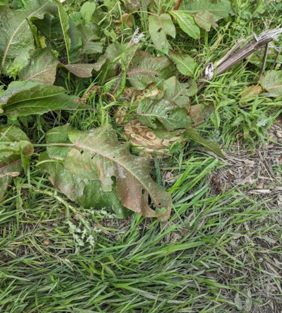 Snake at the bottom of a bush