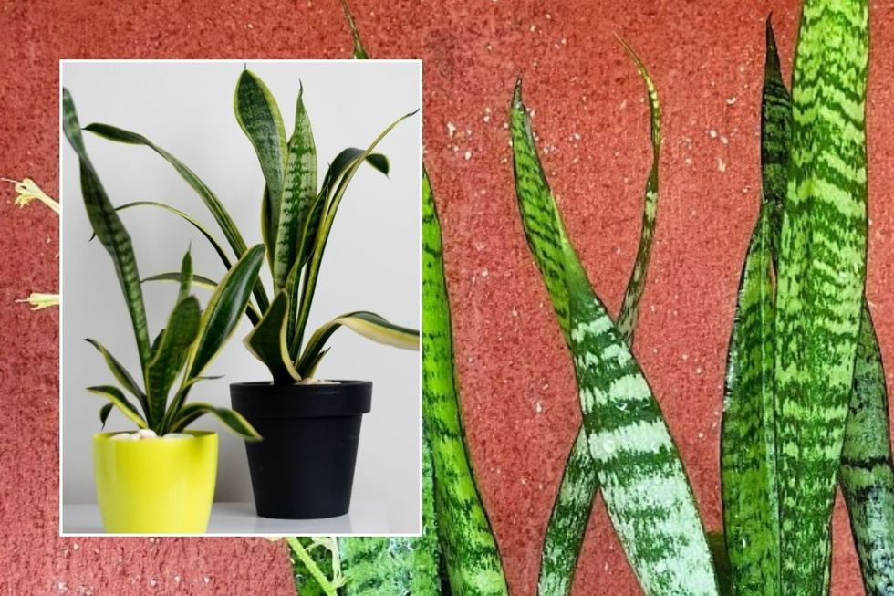 SNAKE PLANT GROWTH