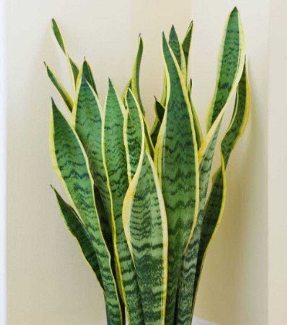 SNAKE PLANT GROWTH