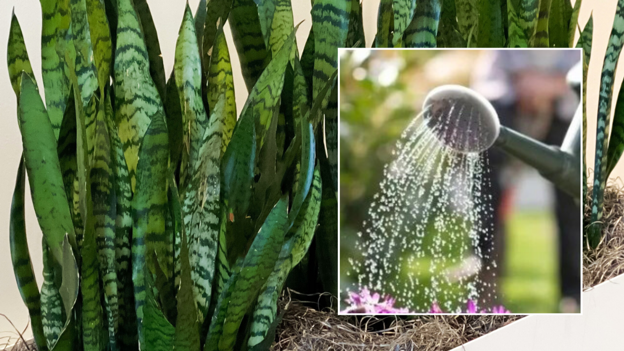 Snake plant / watering can