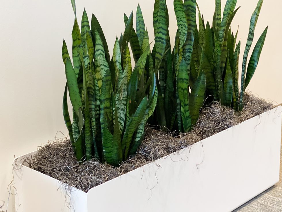 Snake plant