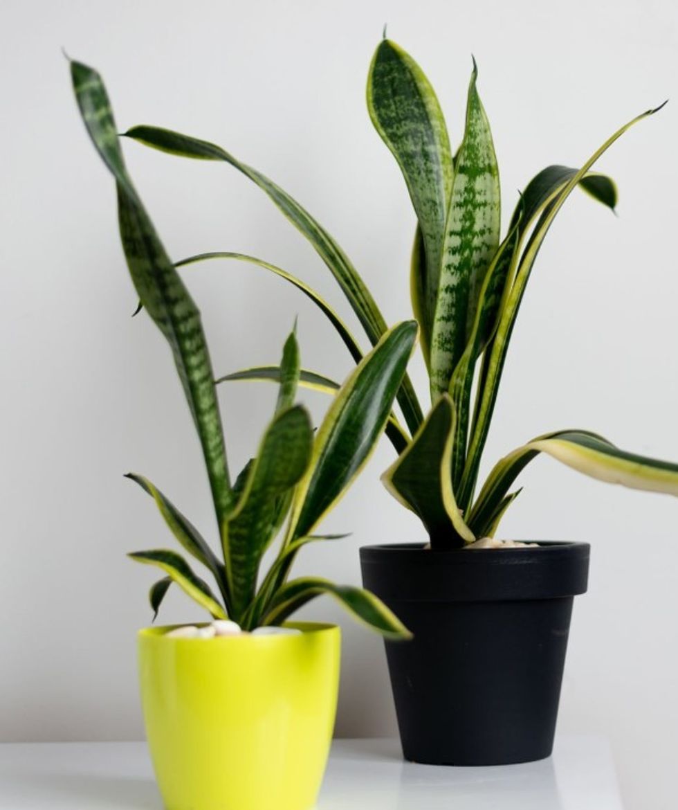 Snake plant
