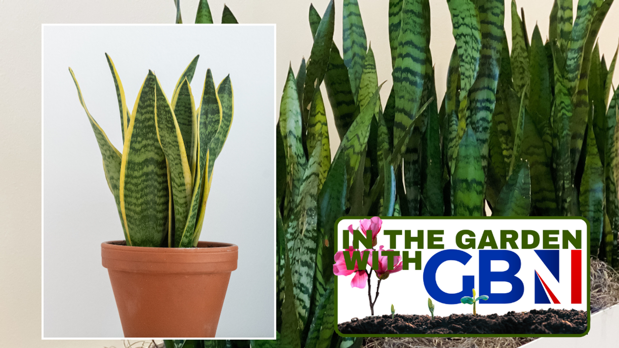 Snake plants
