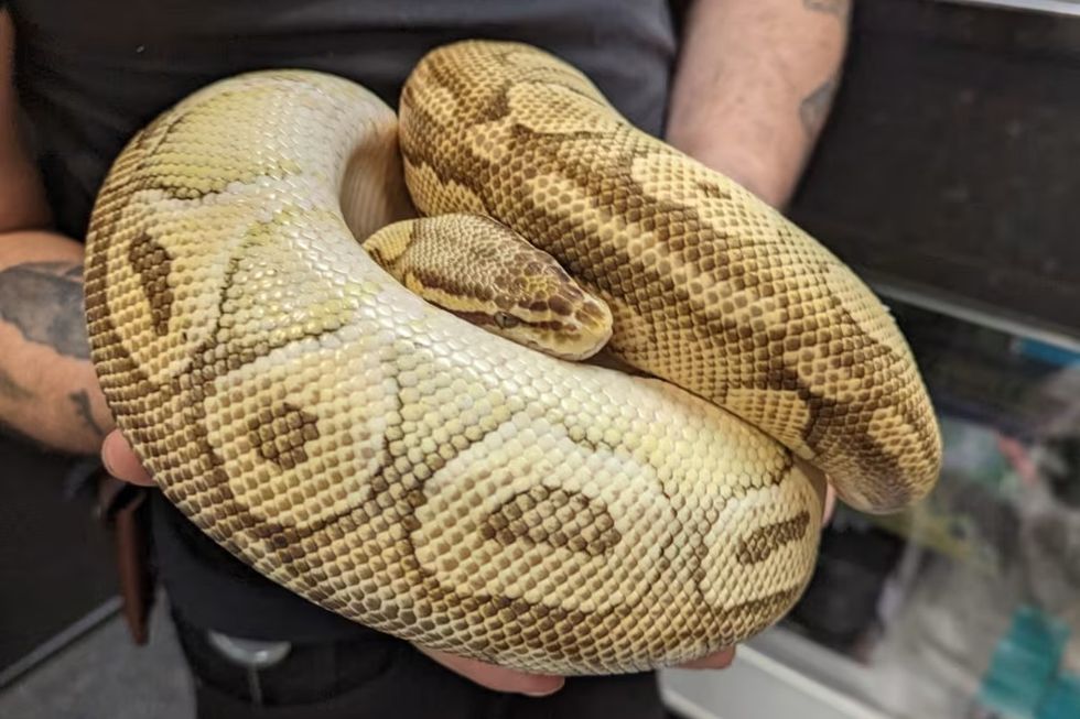 Snake rescued by RSPCA