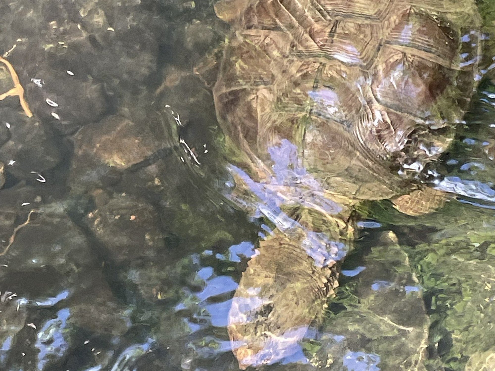 Snapping turtle