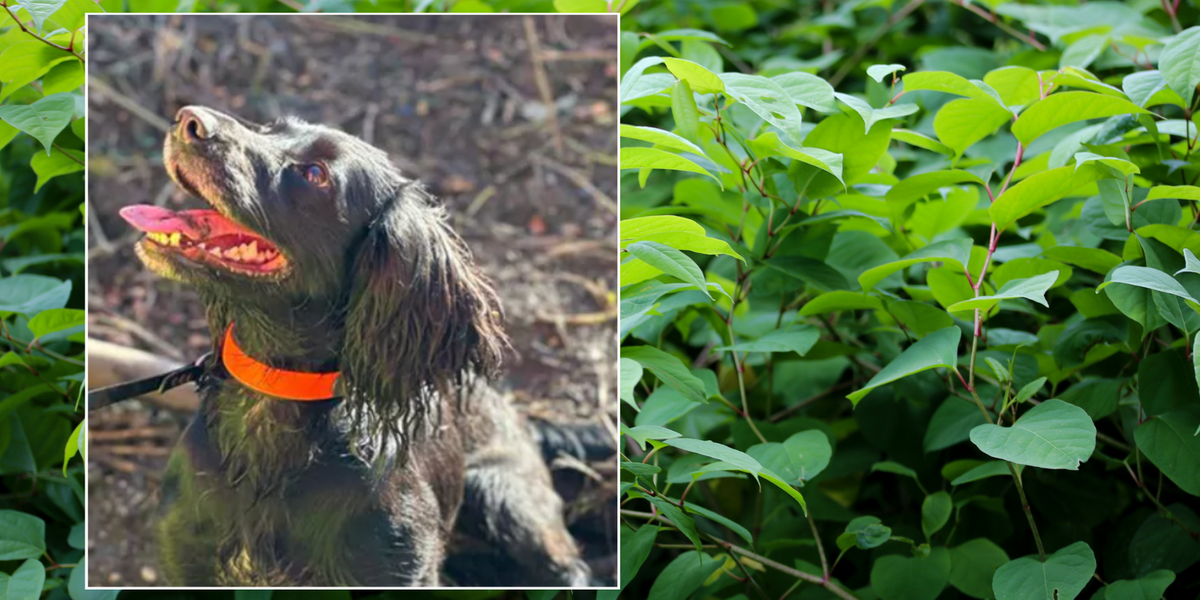 NextImg:Japanese knotweed set to be sniffed out as National Highways hires dog detectives to tackle invasive species