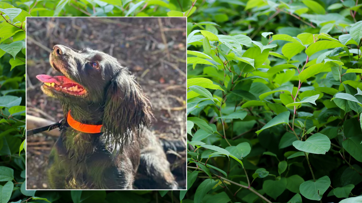 Sniffer dog/knotsweed