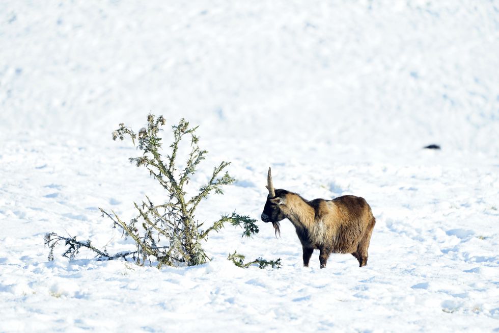 Snow in UK countryside in 2023