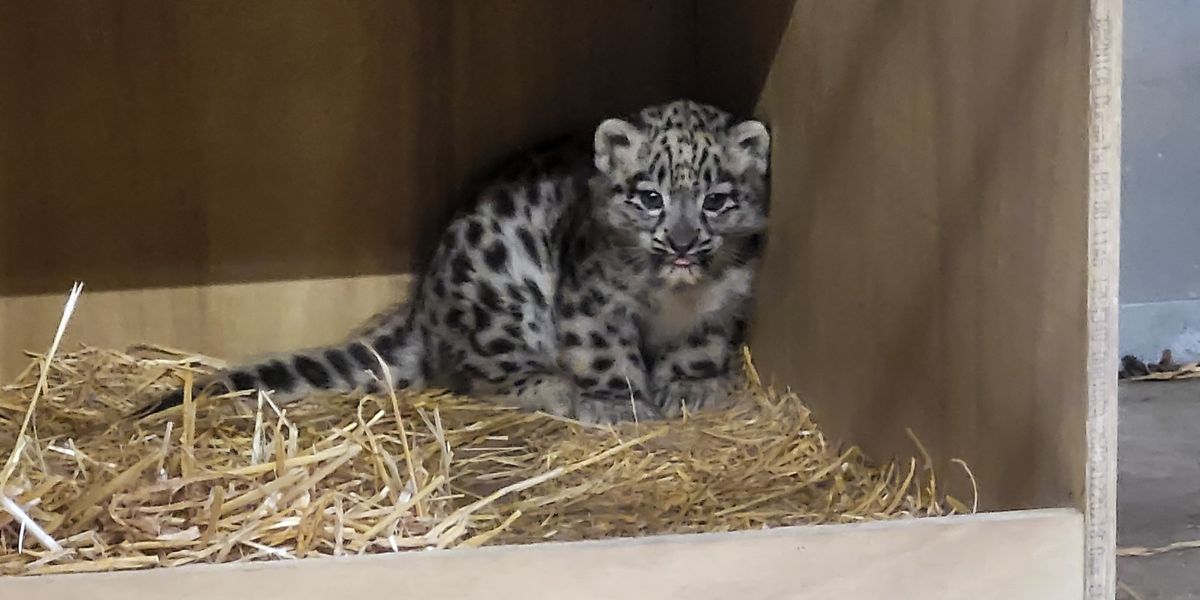 NextImg:First ever snow leopard cub born at Chester Zoo in massive boost for conservation of rare species