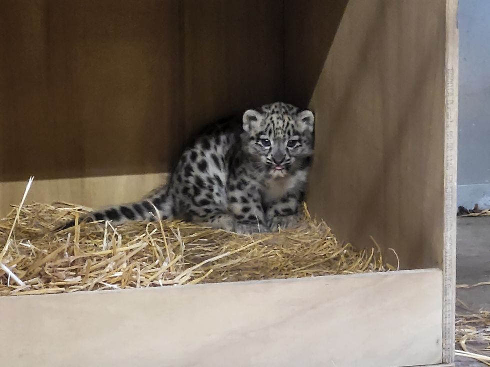 Snow leopard cub
