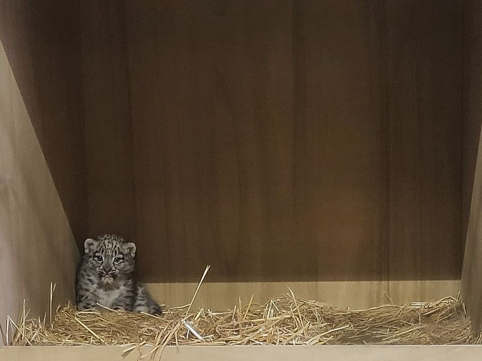 Snow leopard cub