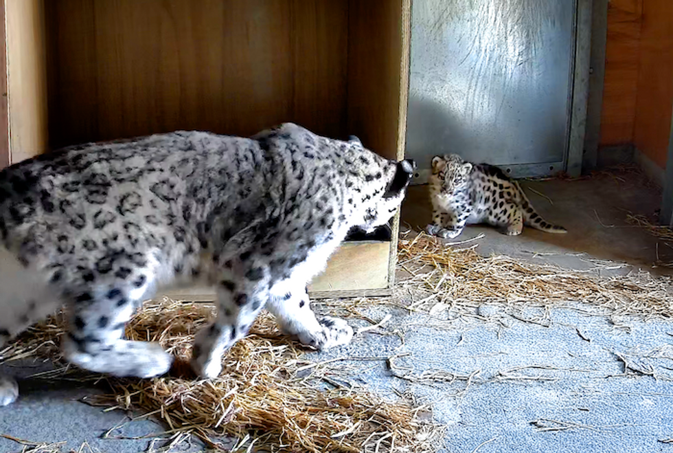 Snow leopard cub