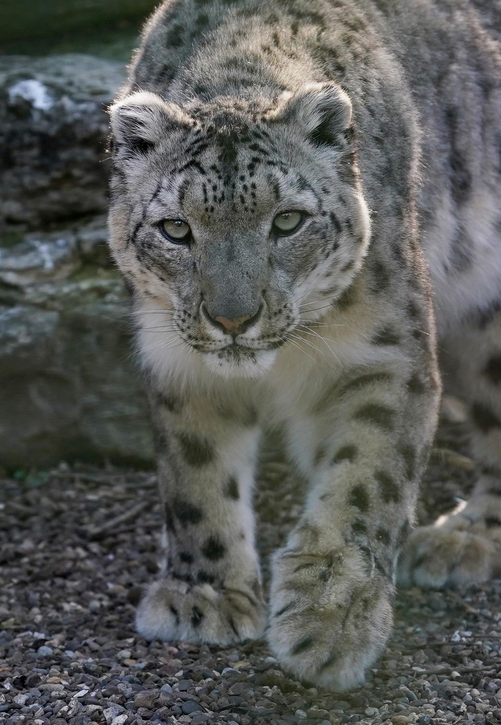Snow leopard