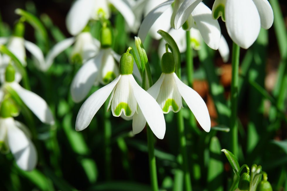 Snowdrops in garden