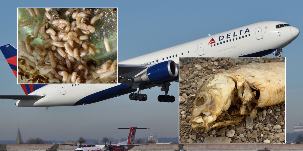 NextImg:'DISGUSTING': Plane turns back as chaos erupts after MAGGOTS fall on passengers