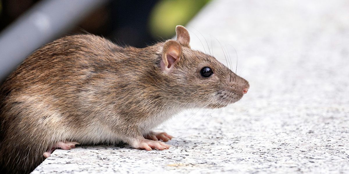 NextImg:Dead rat shoved through councillor's letterbox as yobs leave dead animals on her doorstep