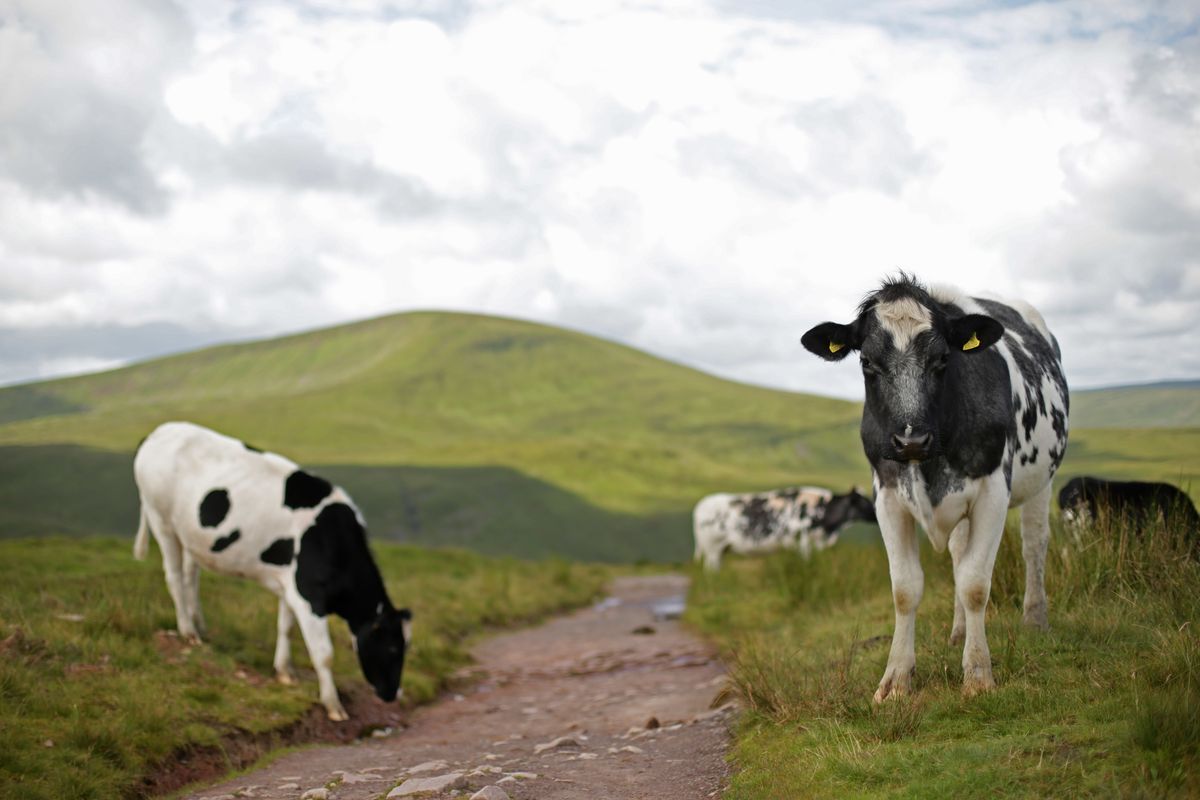 Some cows on a path