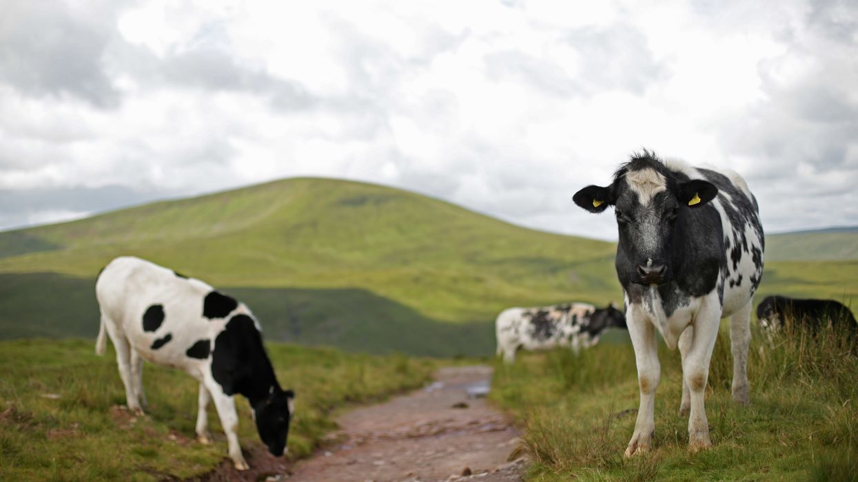 Some cows on a path