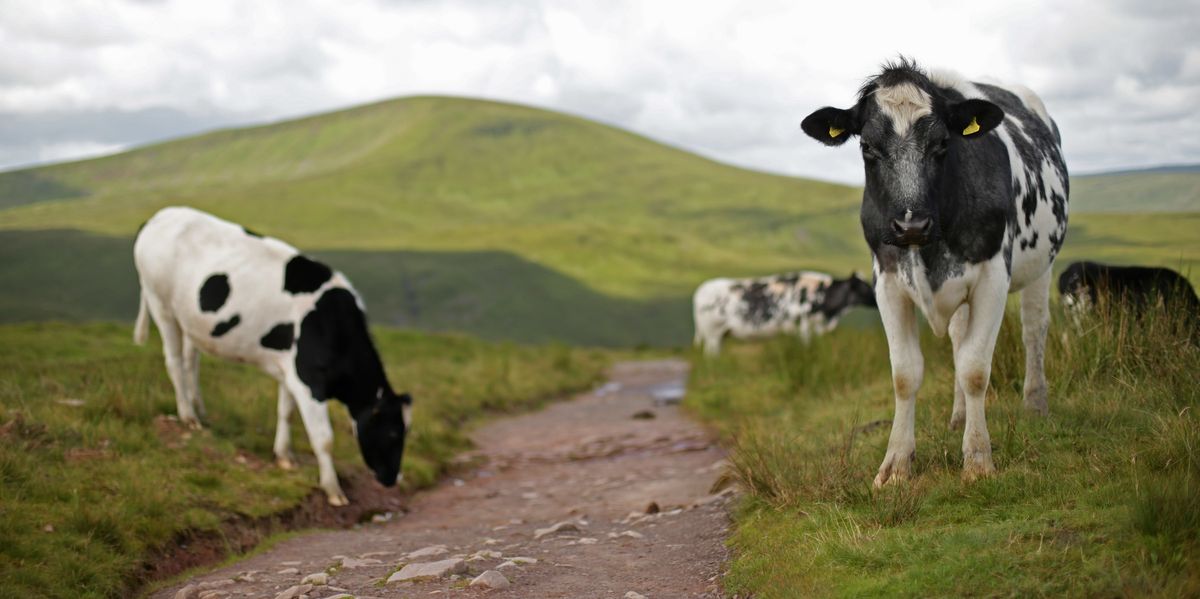 NextImg:Farmer ordered to pay £6.5k after his cows trampled pensioner and his dog - 'I thought we were going to die'