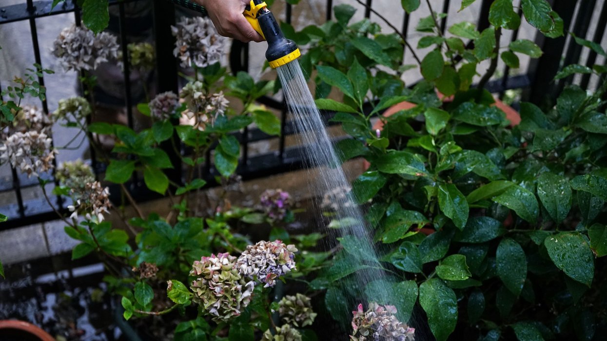 Someone watering their flowers with a hosepipe