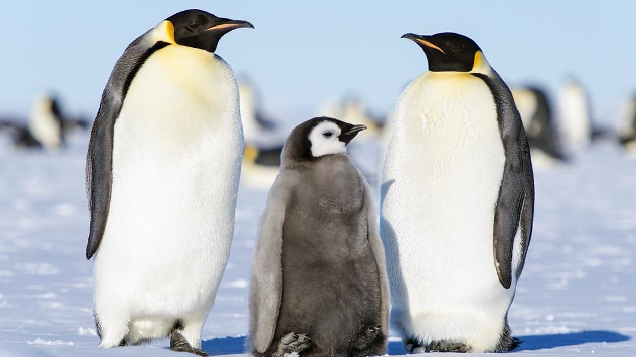 South Georgia is home to colonies of King Emperor penguin