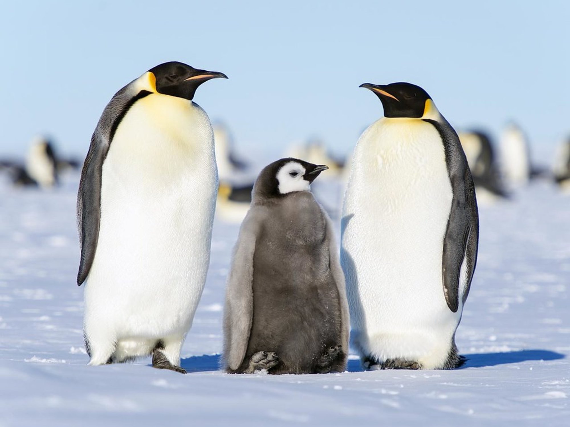 South Georgia is home to colonies of King Emperor penguin