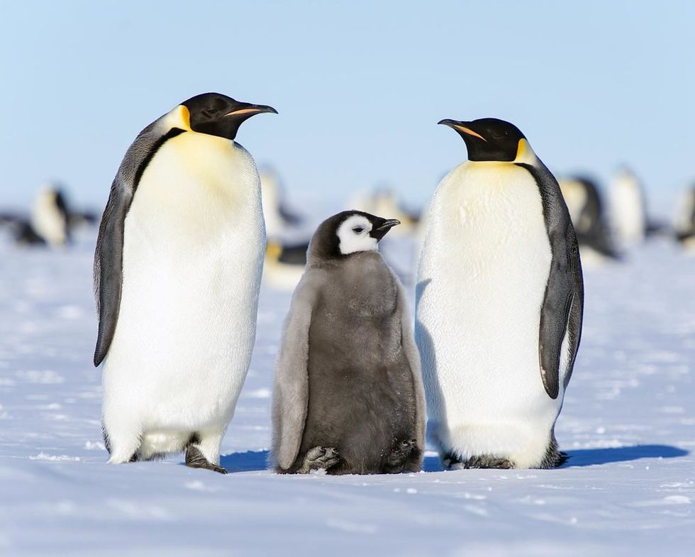 South Georgia is home to colonies of King Emperor penguin