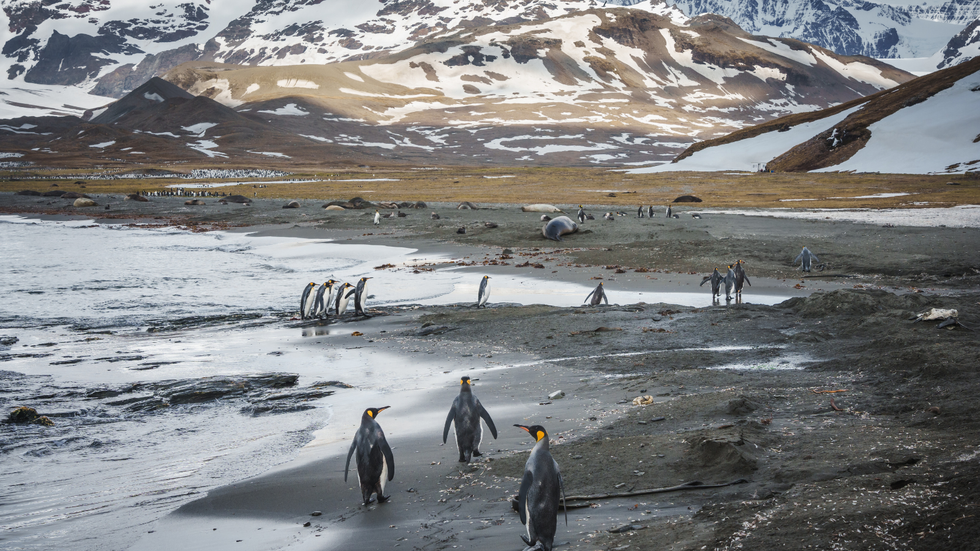 South Georgia penguins