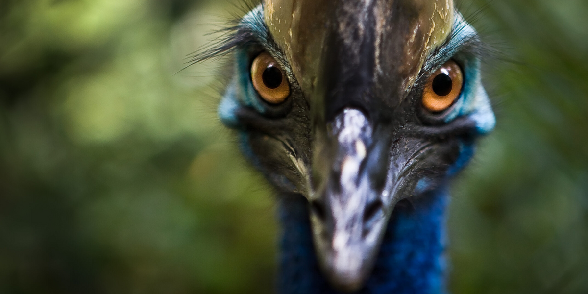 NextImg:‘World’s deadliest chick’ hatches in Britain after 25-year breeding attempt