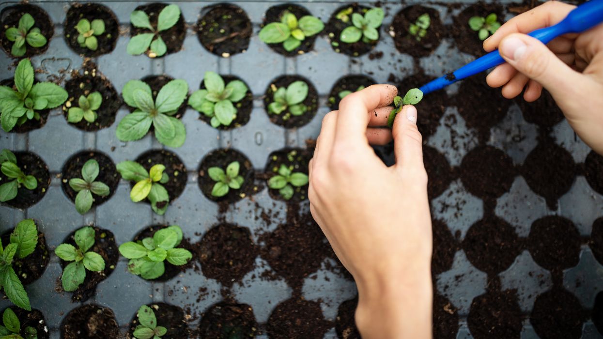 Sow seeds