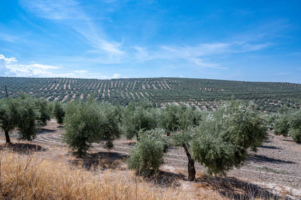 Spanish olive farm