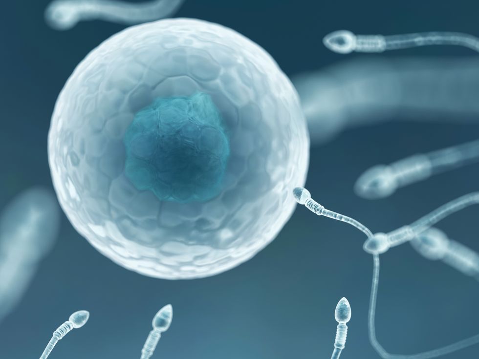 Sperm and egg