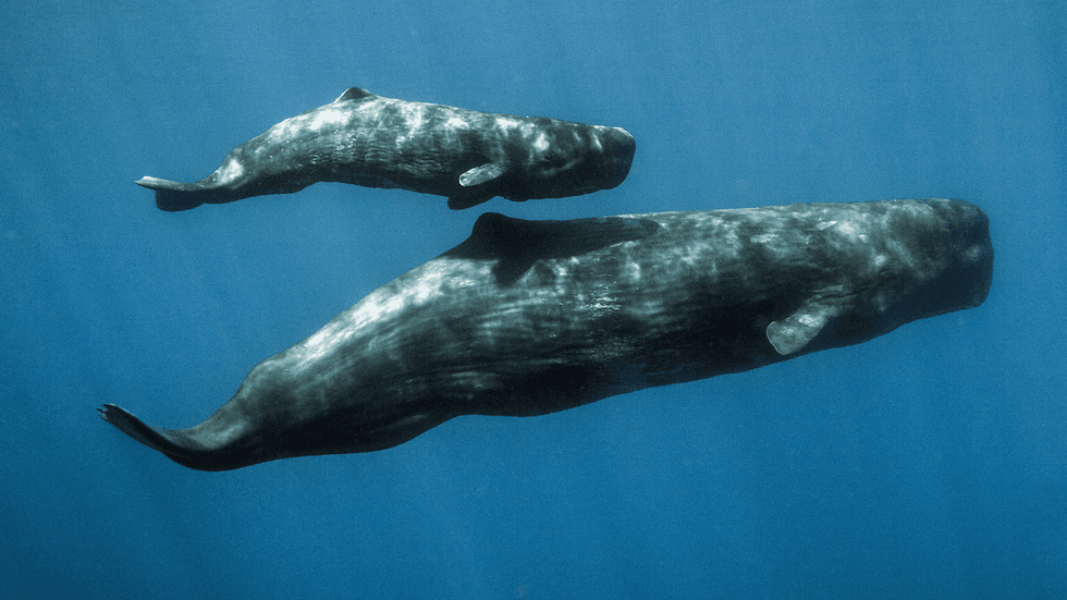 Sperm whales