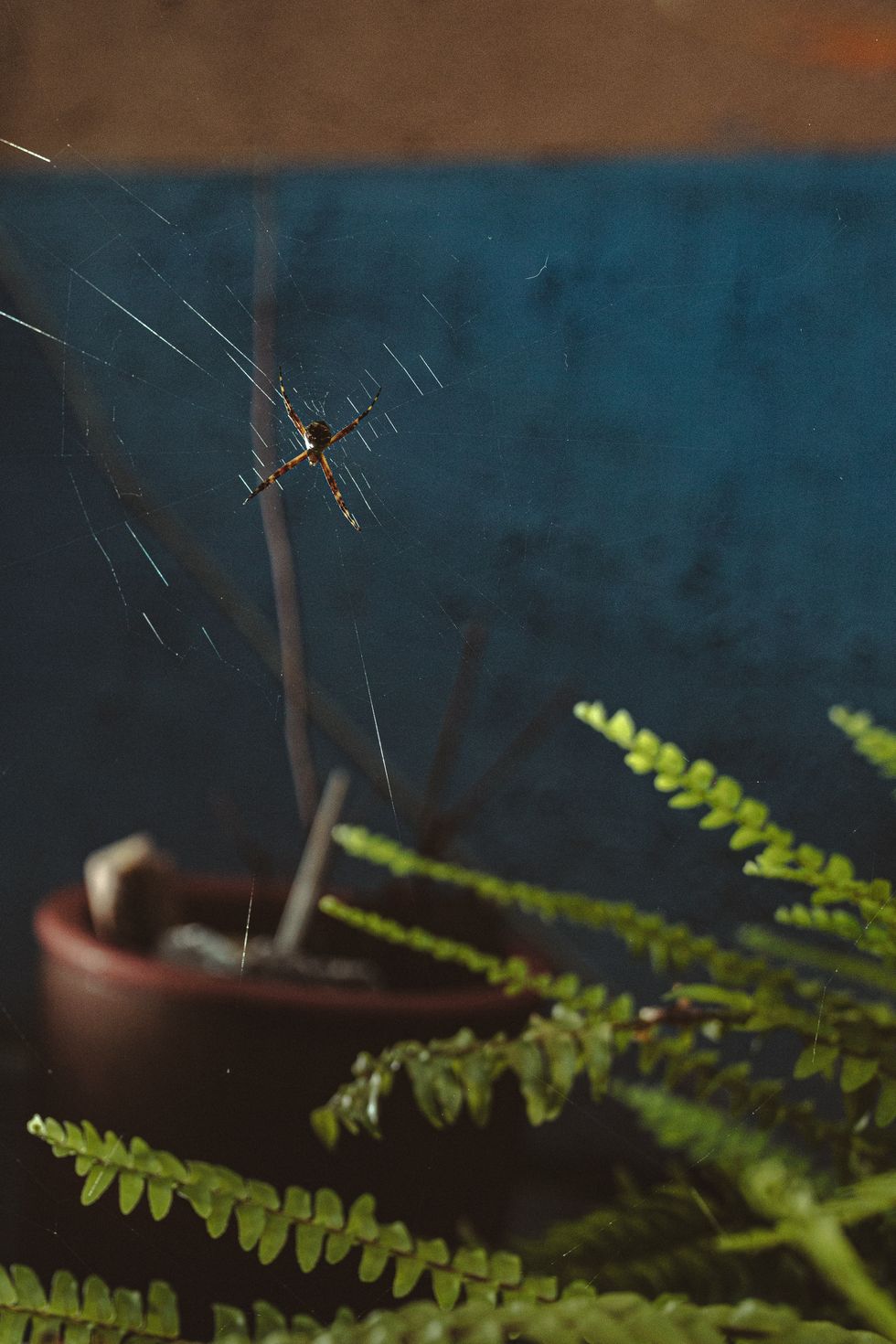 Spider in the home