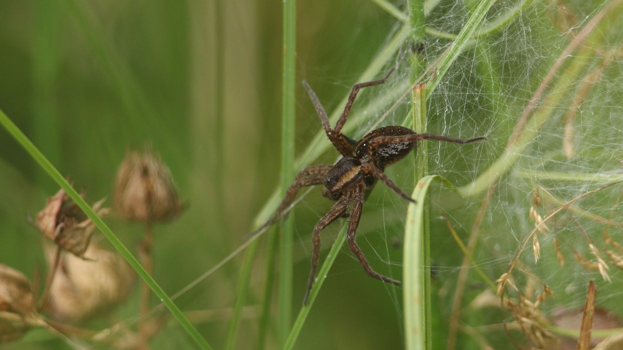 Spider on a web