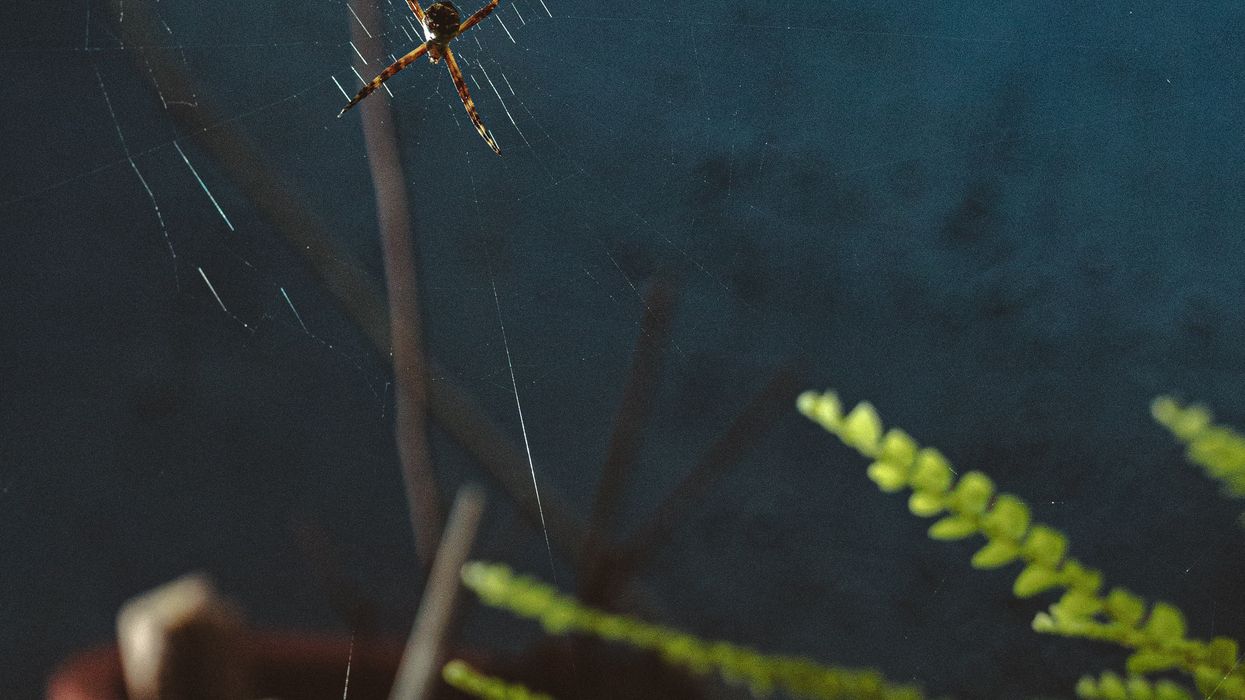 spider on spider web at home