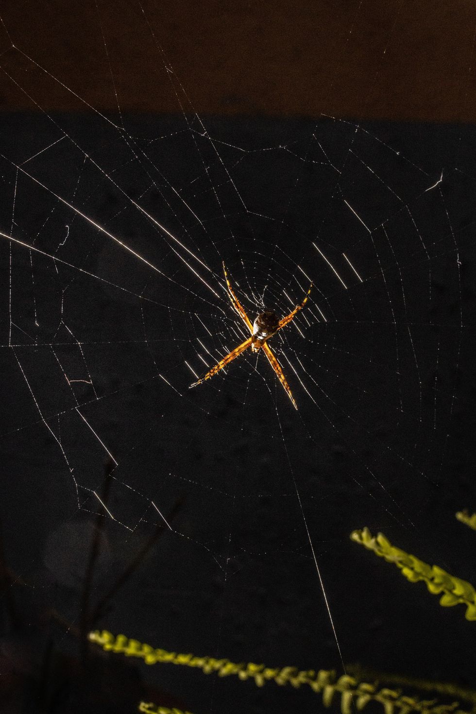 Spider on web in home
