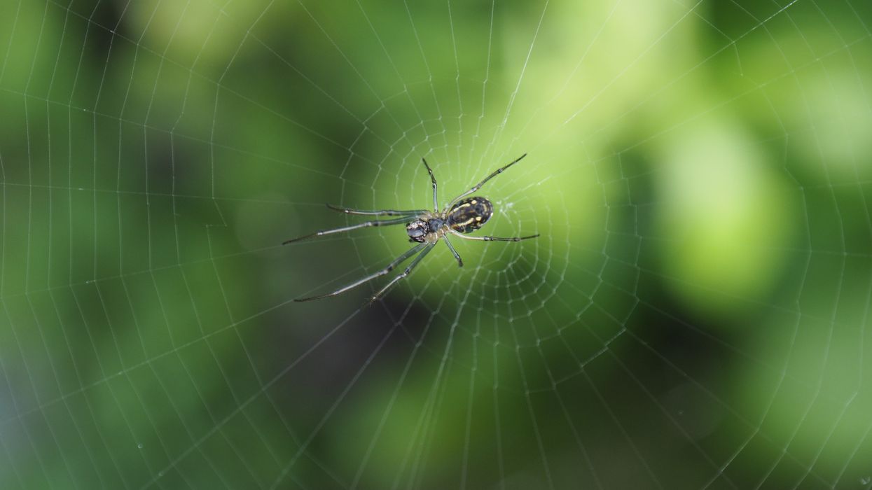 Spider on web