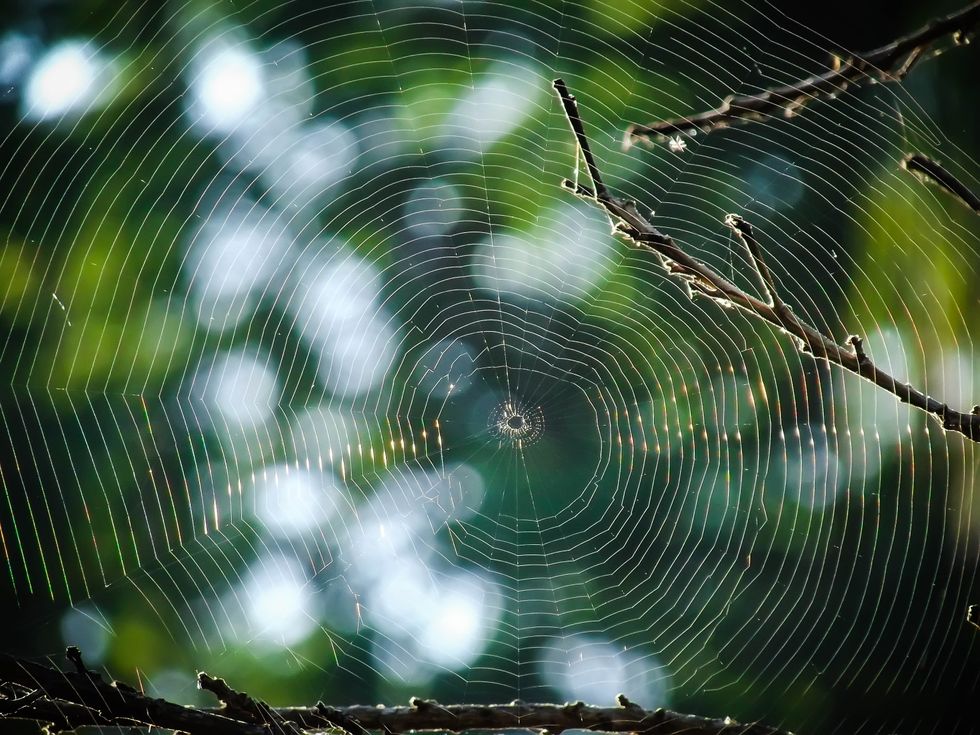 Spider web in garden