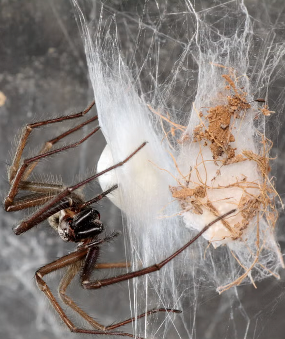 Spiders homes UK