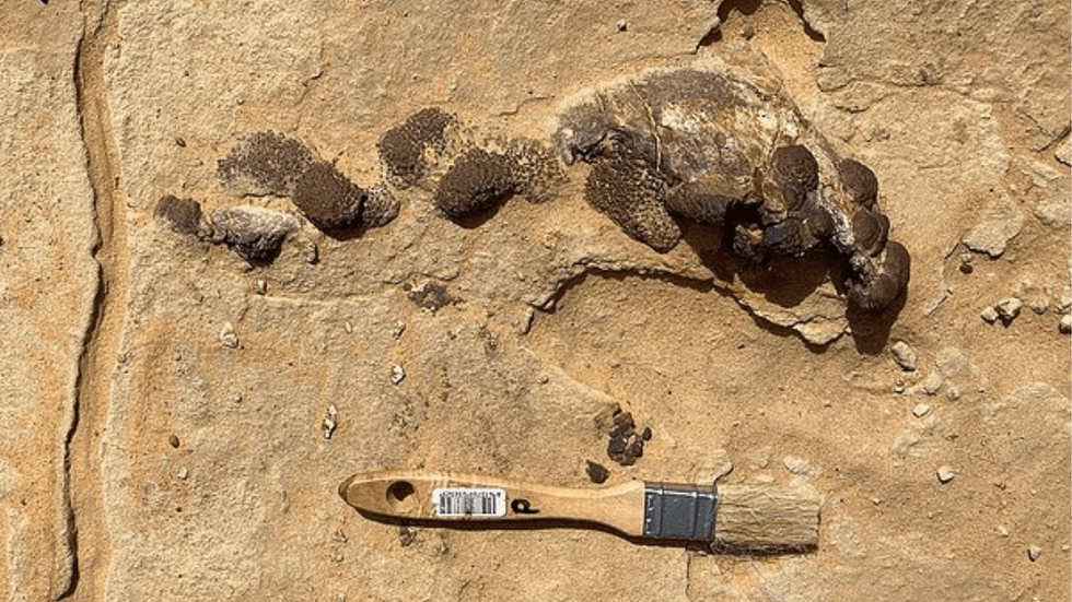 Spinosaurus mirabilis fossil