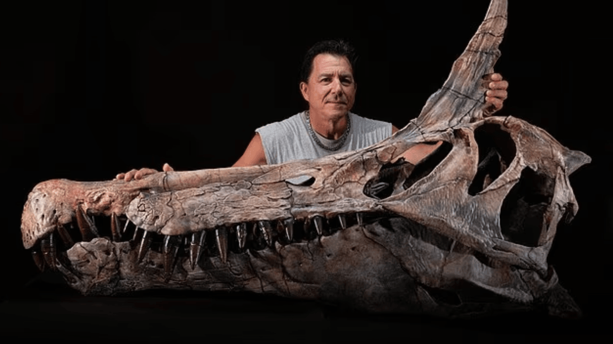 Spinosaurus mirabilis skull