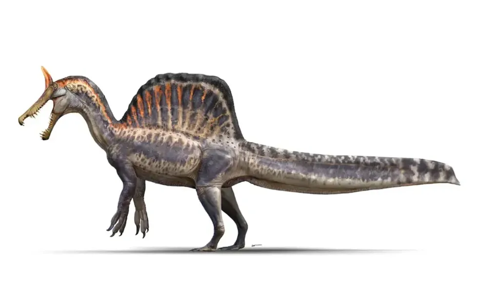 Spinosaurus mirabilis