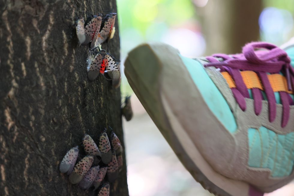 Spotted lanternflies