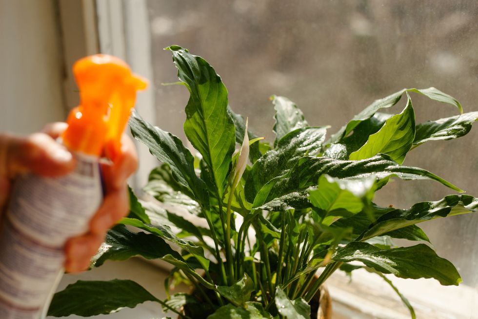 Spraying houseplant