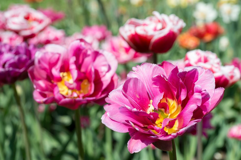 Spring displays in the garden