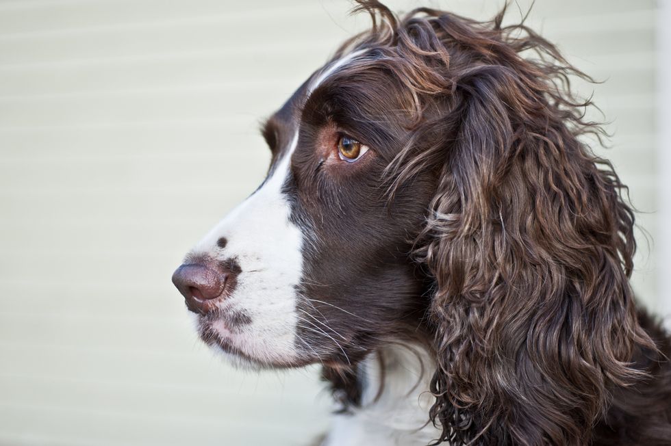 Spaniel Springer