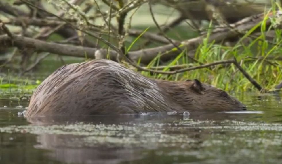 Springwatch beaver