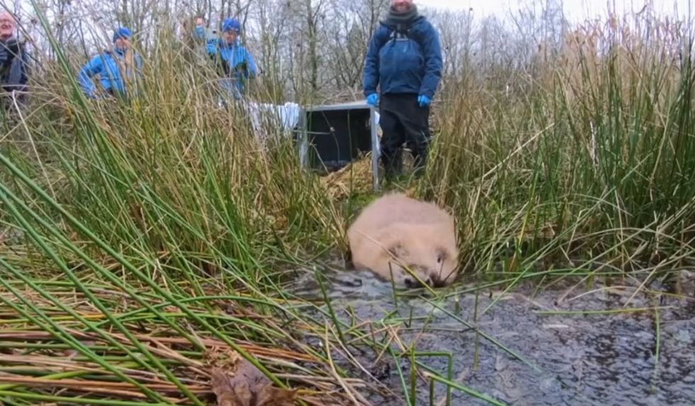 Springwatch beaver